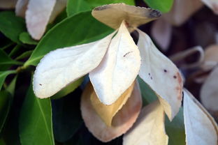 乐鱼（LEYU）体育-法甲防守阵型转换与对手控球比变化的动态关系研究，法国足球防守型中场