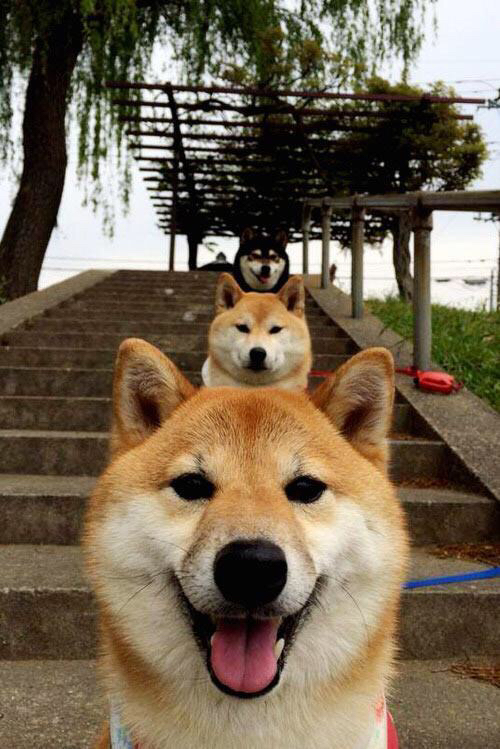 乐鱼娱乐app-中美蝶泳划频-配速回归图首次发布,蝶泳比赛2020