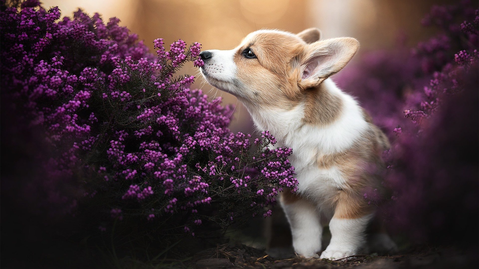 leyu乐鱼在线登录入口-体测标准改革促使球员体能全面进步,体测标准各项所占比例