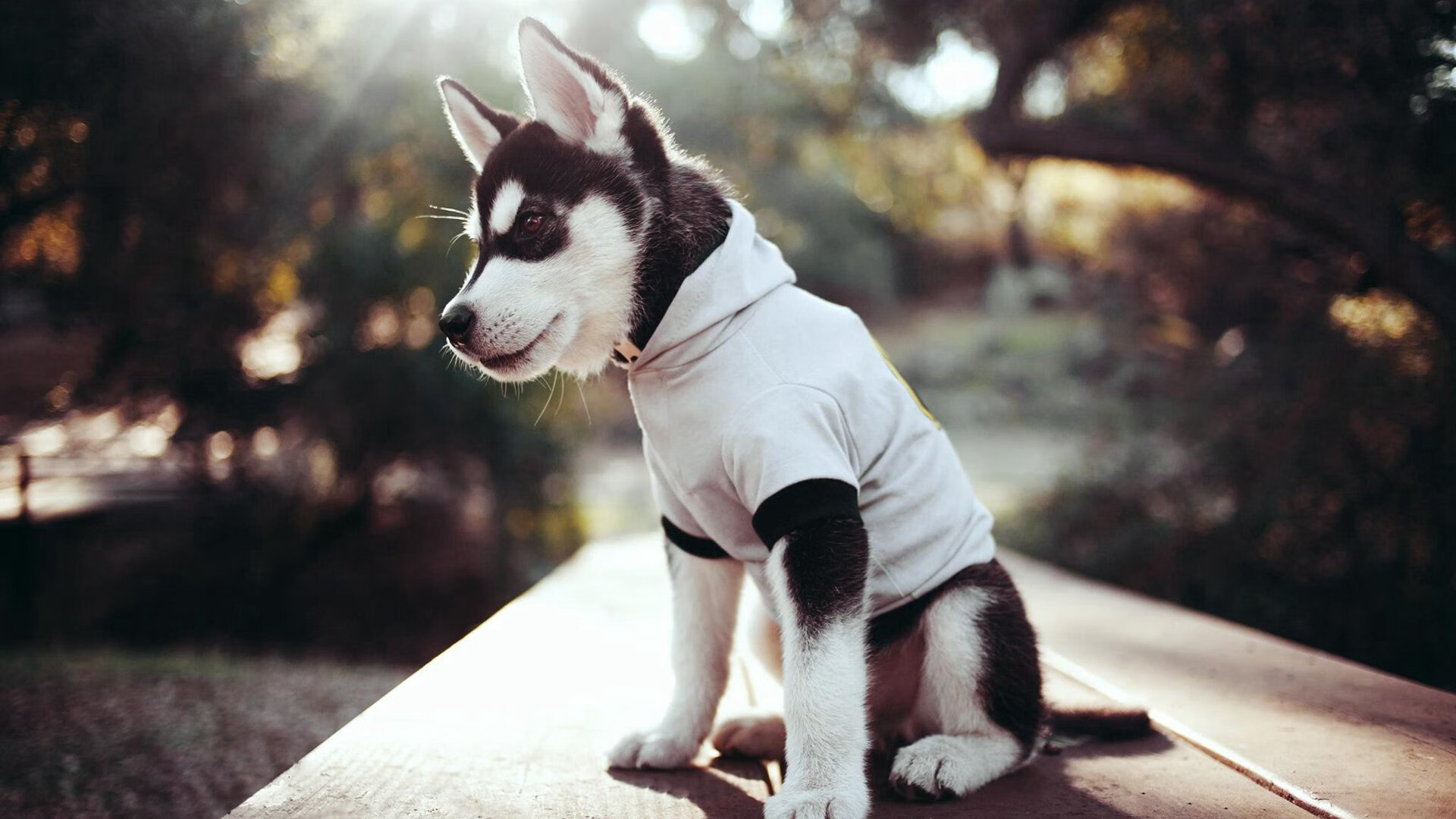 乐鱼电竞在线平台-体育新闻中心构建体育赛事跨平台传播矩阵,体育新闻赛事报道标题大全