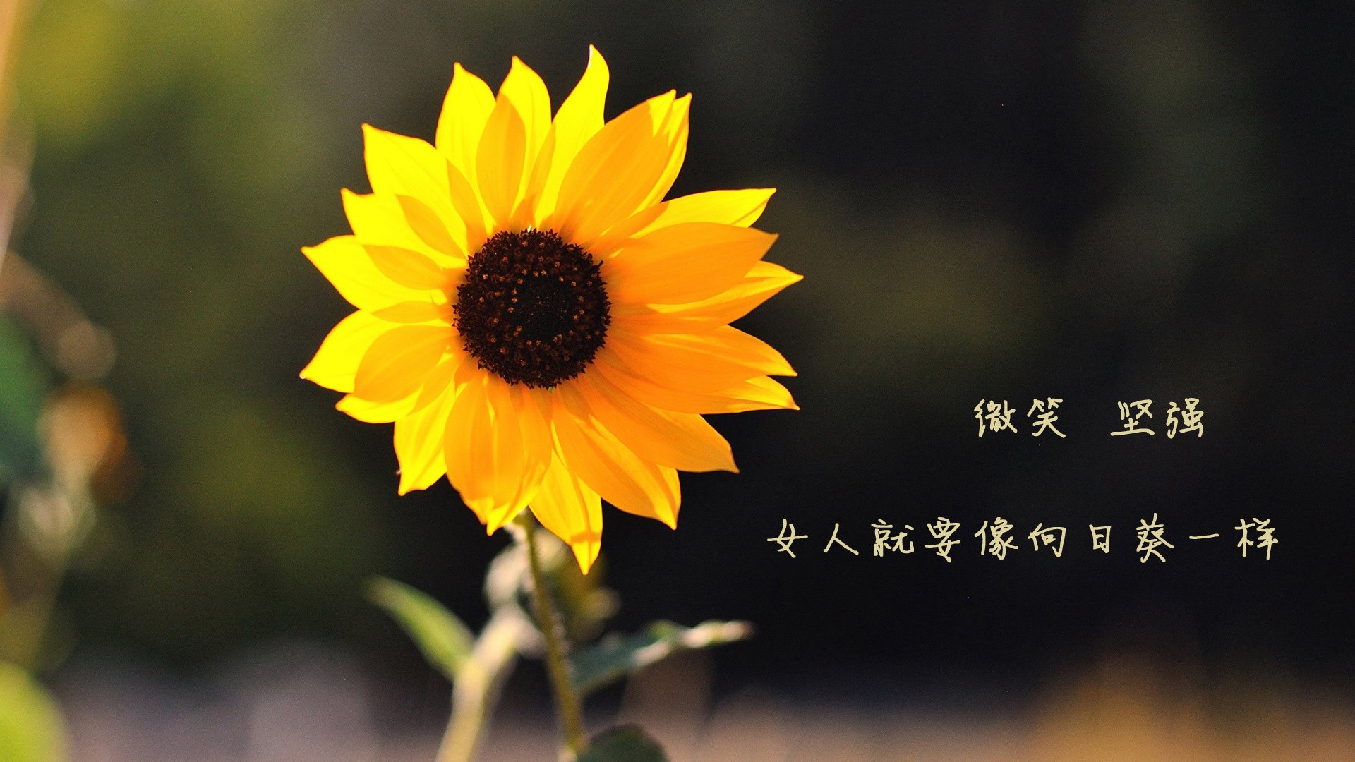 乐鱼体育平台app下载-印度赛制揭秘：快速发展的背后动力，印度赛季