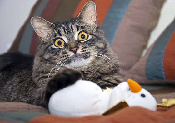 LEYU SPORTS中国官方网站-史密斯200米仰泳突破自我极限,史密斯弯举