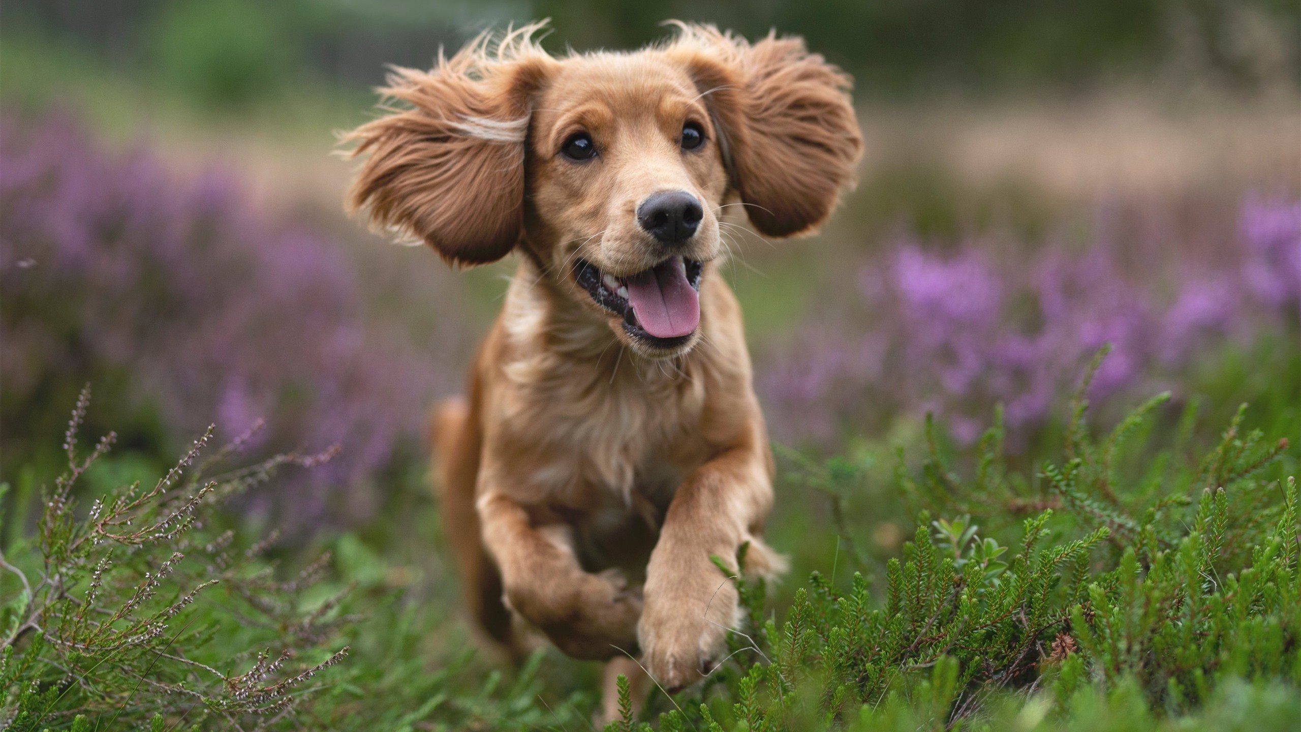 乐鱼体育平台官网-巴西世界杯队员集结,热身赛表现亮眼