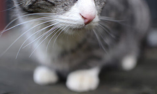 乐鱼体育App下载-希腊女子水球团队协作强劲,奥运会希腊水球