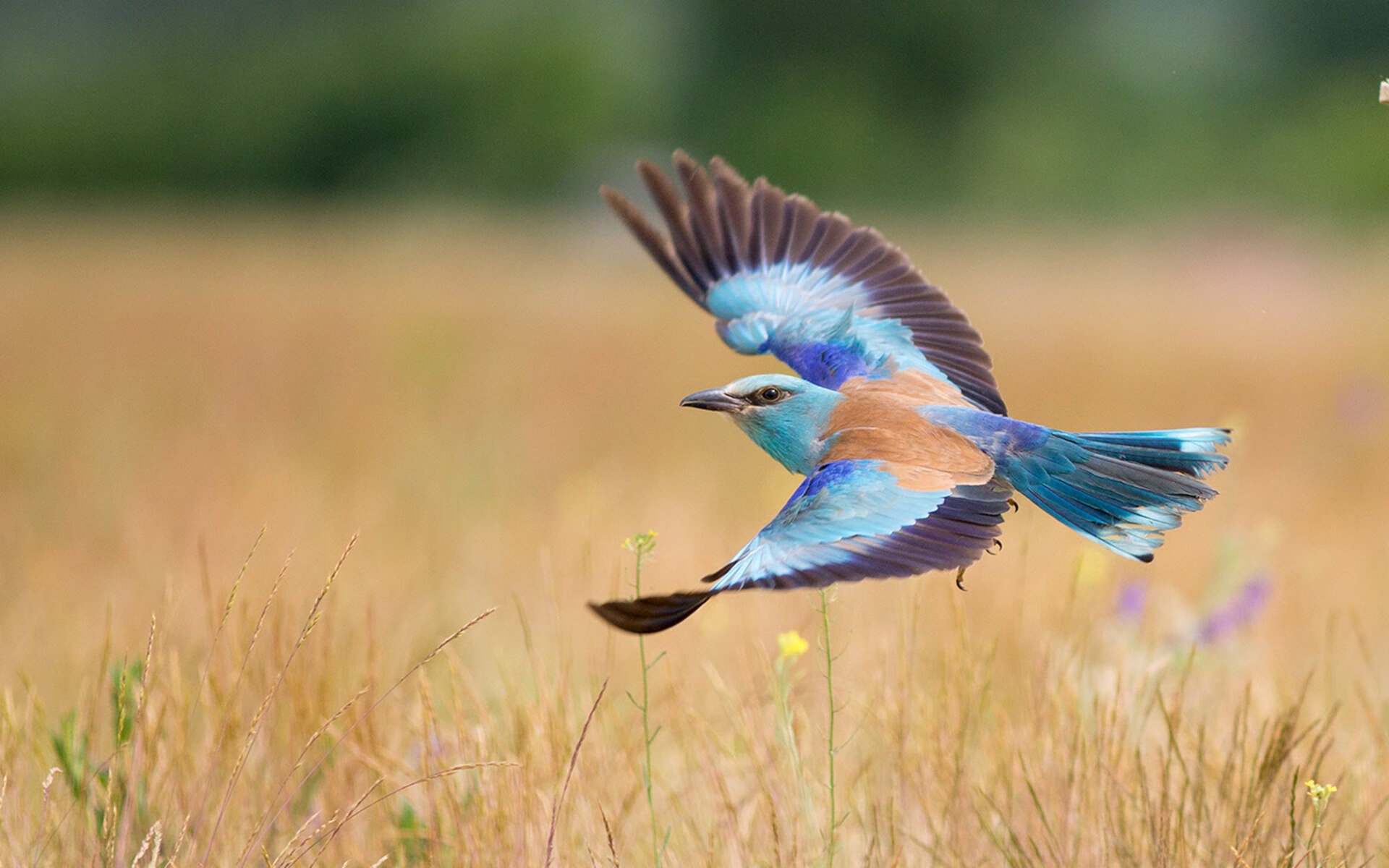 乐鱼app-意甲超级突袭:瞬间突破,得分如探囊取物!,意甲超级杯决赛直播