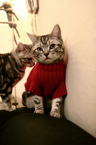 Leyu Sports (乐鱼体育)-特色足球文化在多国合作项目中展现强大吸引力,不同国家的足球文化