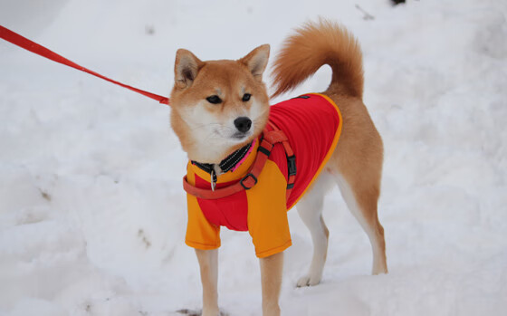 乐鱼体育平台官网-中国足球俱乐部深化足球文化传播，中国的足球文化知识